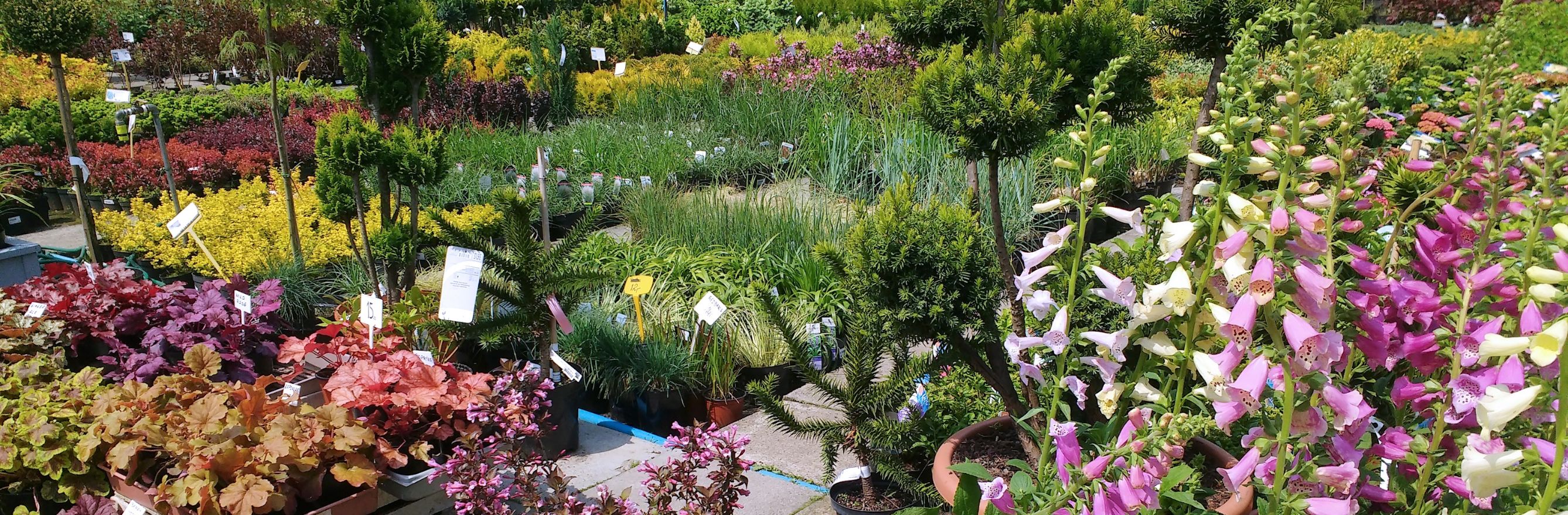 arbustes et fleurs à planter au mois d’avril