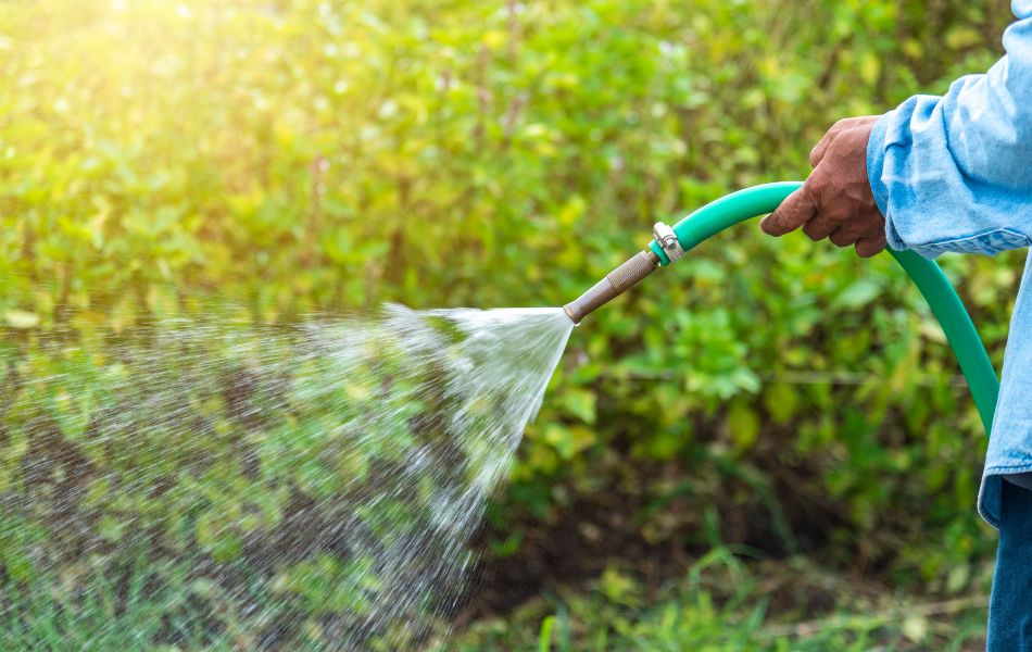 arrosage des plantes pendant de forte chaleur