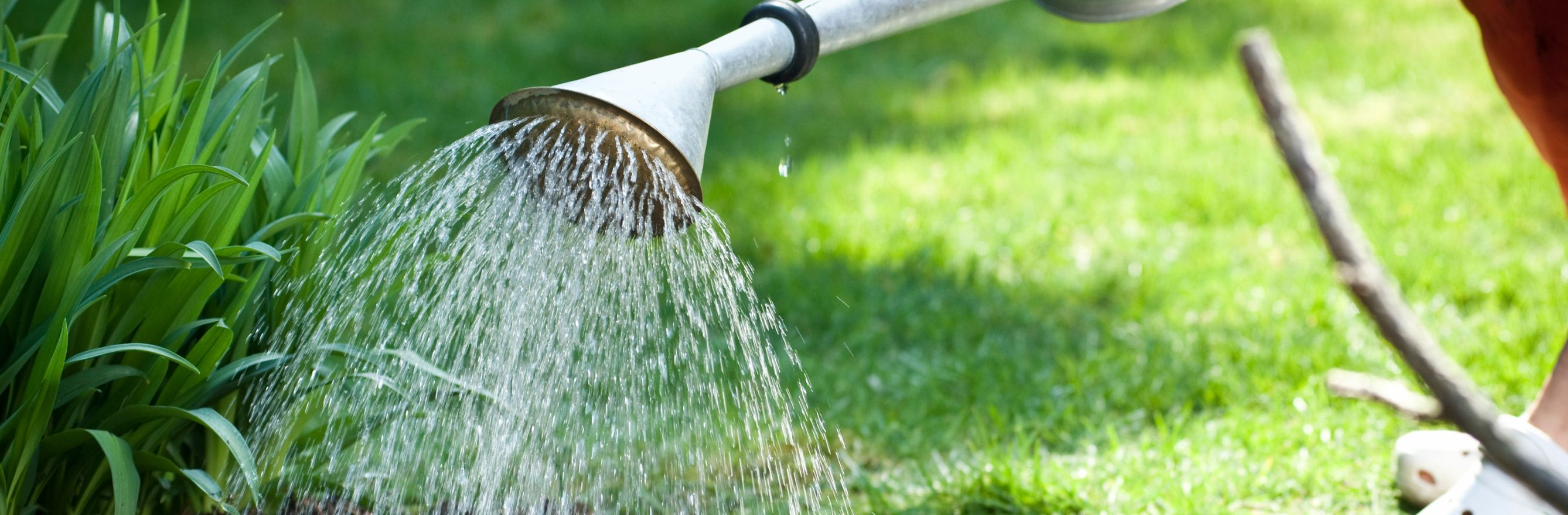 arrosage au jardin