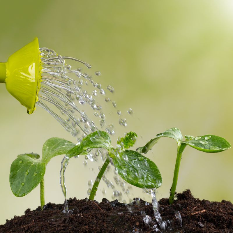 La méthode infaillible pour semer des graines de fleurs