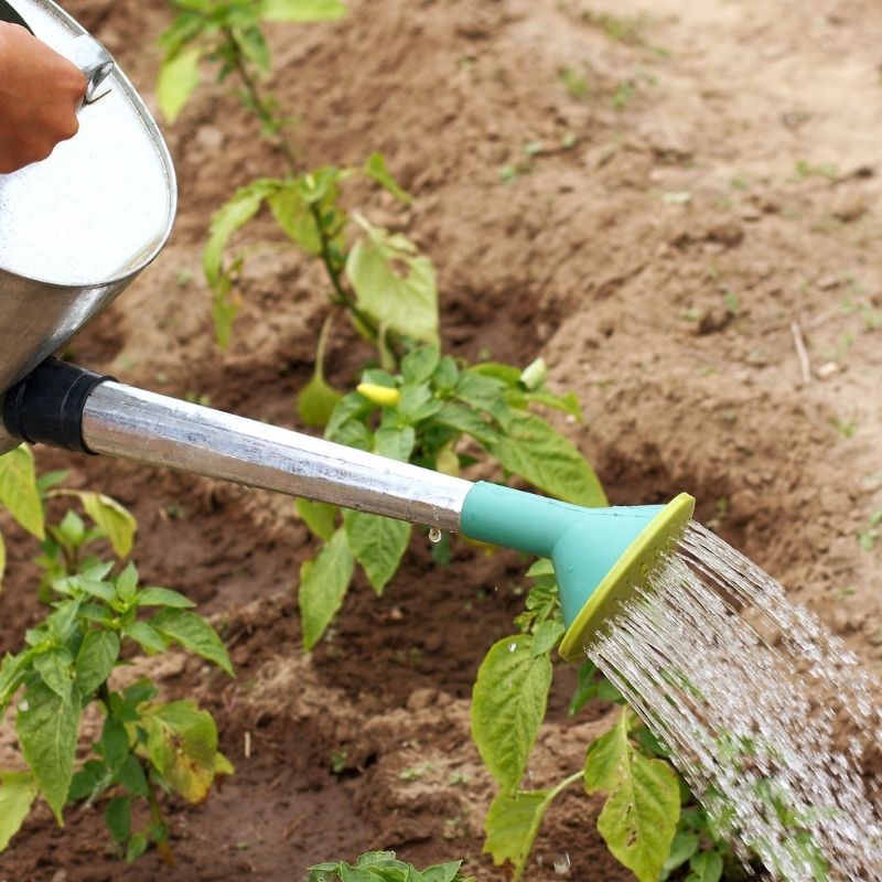 arrosoir pour arroser le jardin