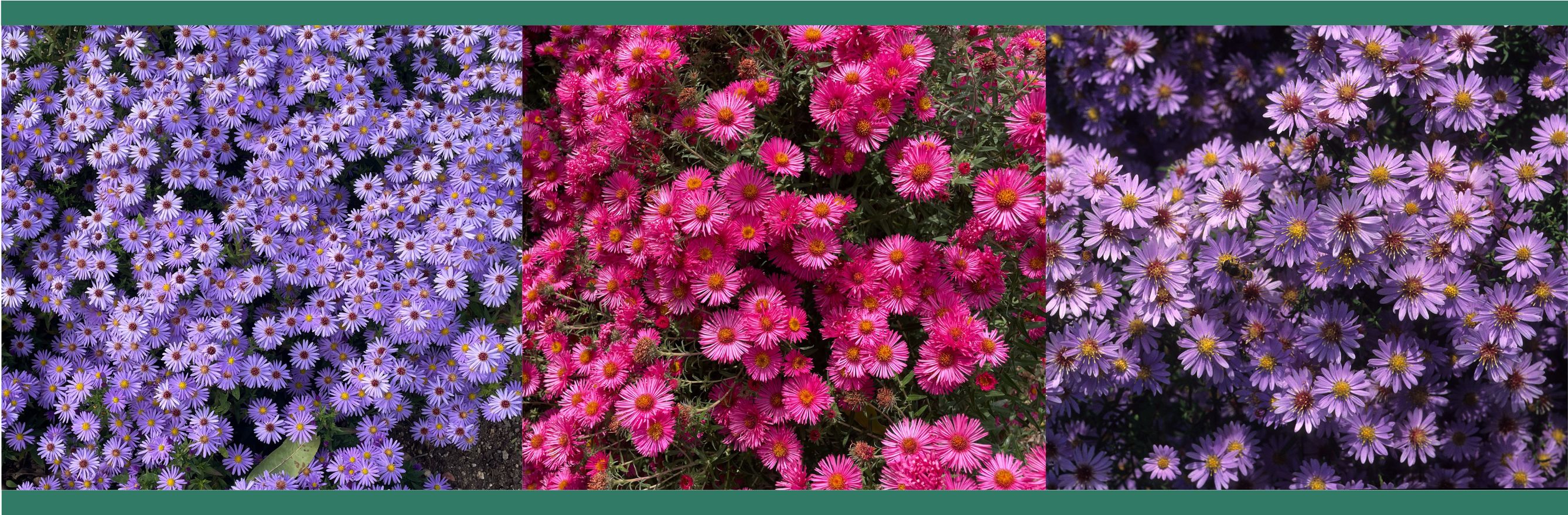 variétés asters