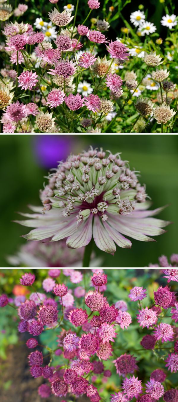 Astrantia Major sous différents angles