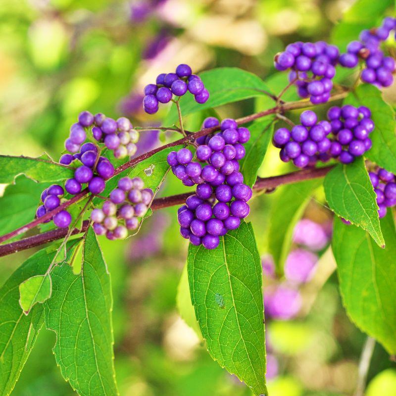 baies violettes de Callicarpa