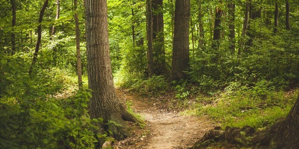 sentier en sous-bois jonché de feuilles mortes