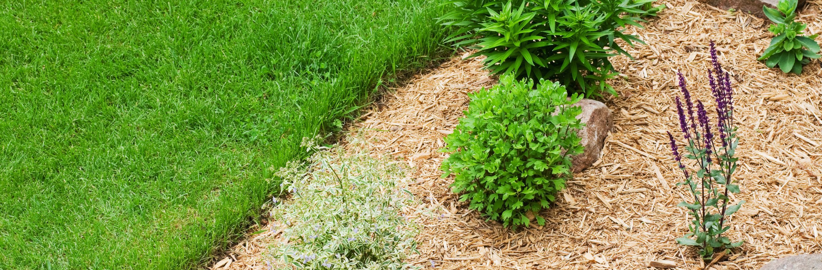 bienfaits du paillage au jardin avec plantation