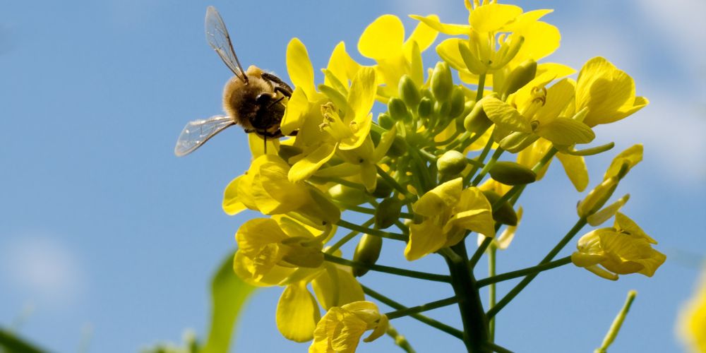 Une abeille qui butine une fleur