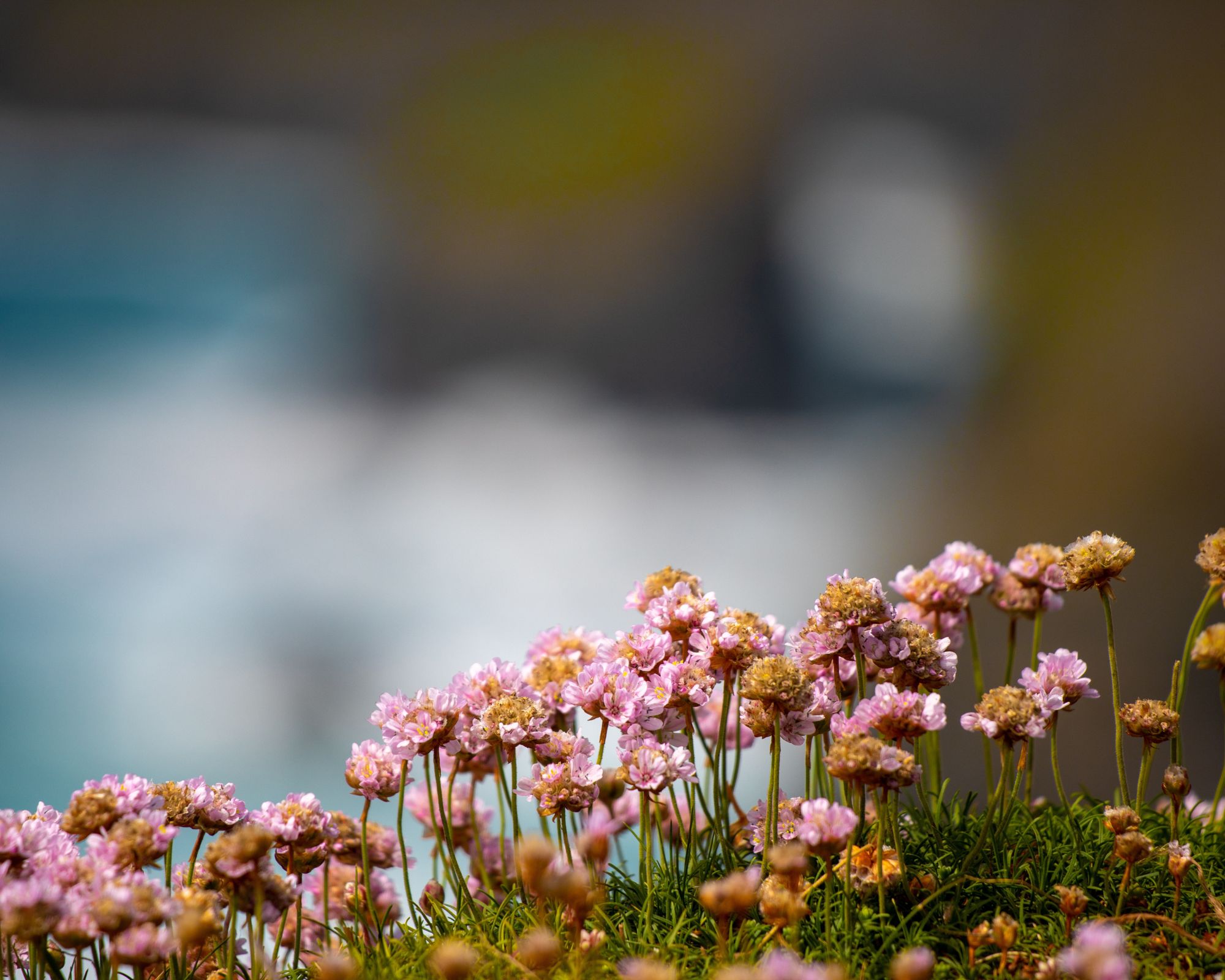 Armeria Maritima