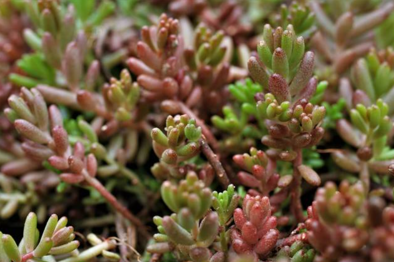 Sedum