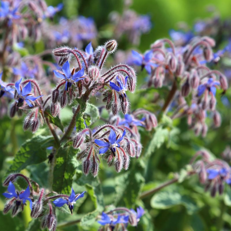 fleur de bourrache