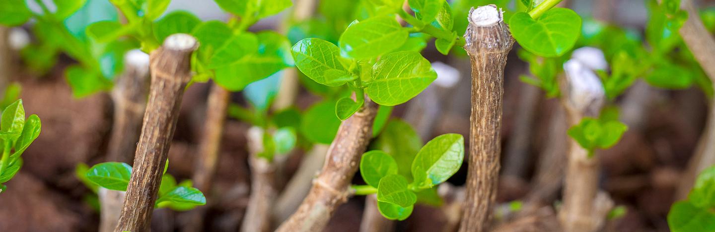 hormone de bouturage maison avec cannelle idée facile réaliser soi