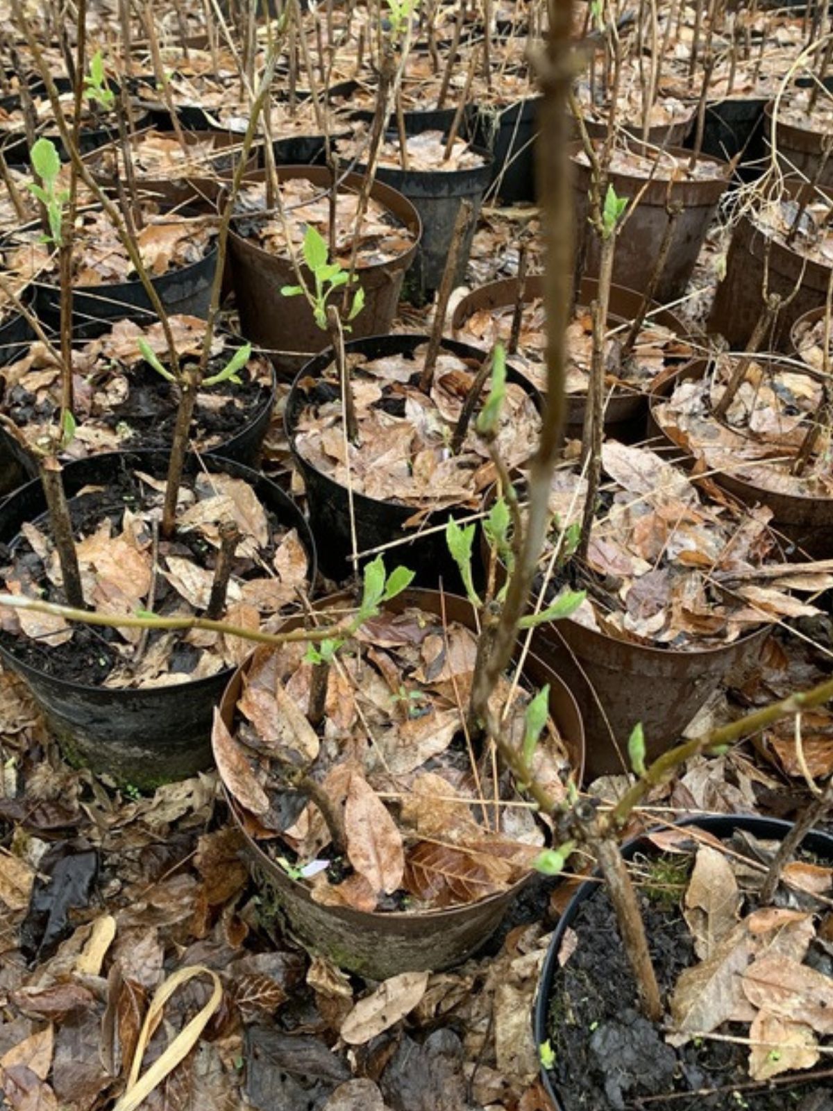 Plantation des boutures de bois sec