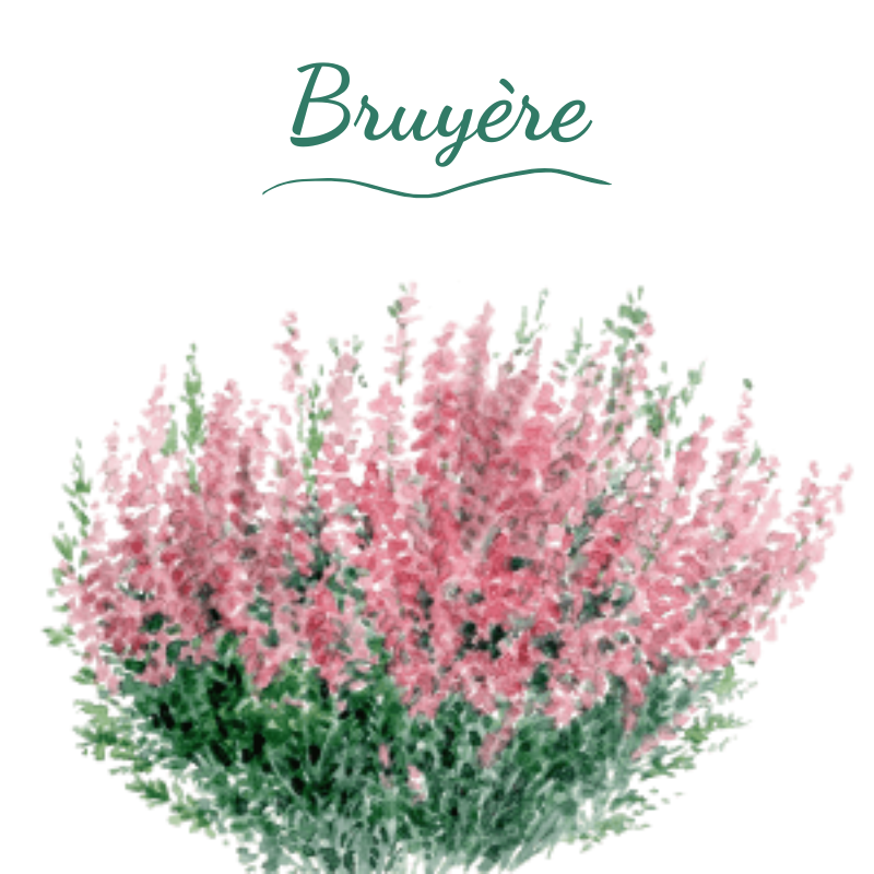 Illustration en aquarelle de la bruyère