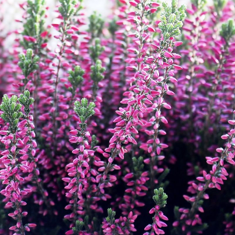 bruyère d'hiver erica carnea