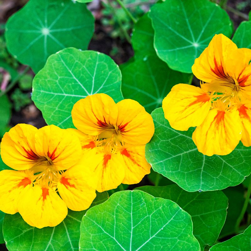 fleurs de capucines jaunes