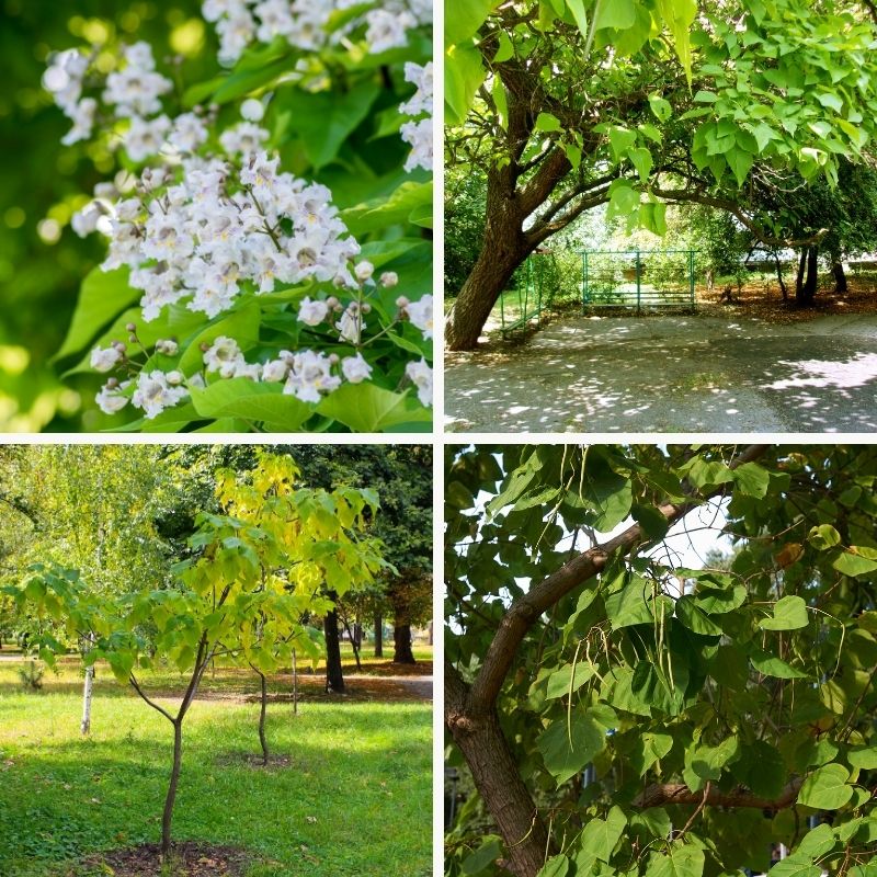 4 images de point de vue différent de l'arbre