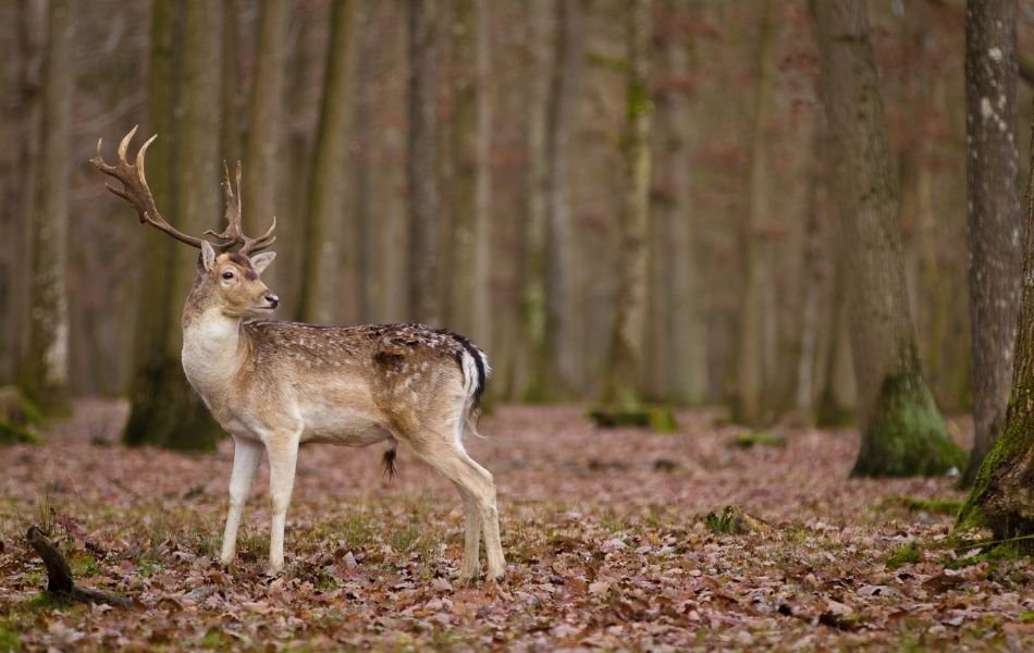 rencontre avec un cerf lors d'une promenade en forêt d'Orléans