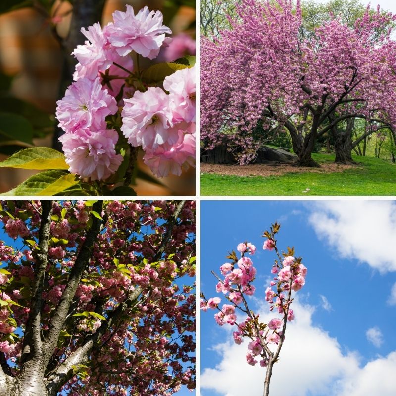 Japanese cherry tree from several angles