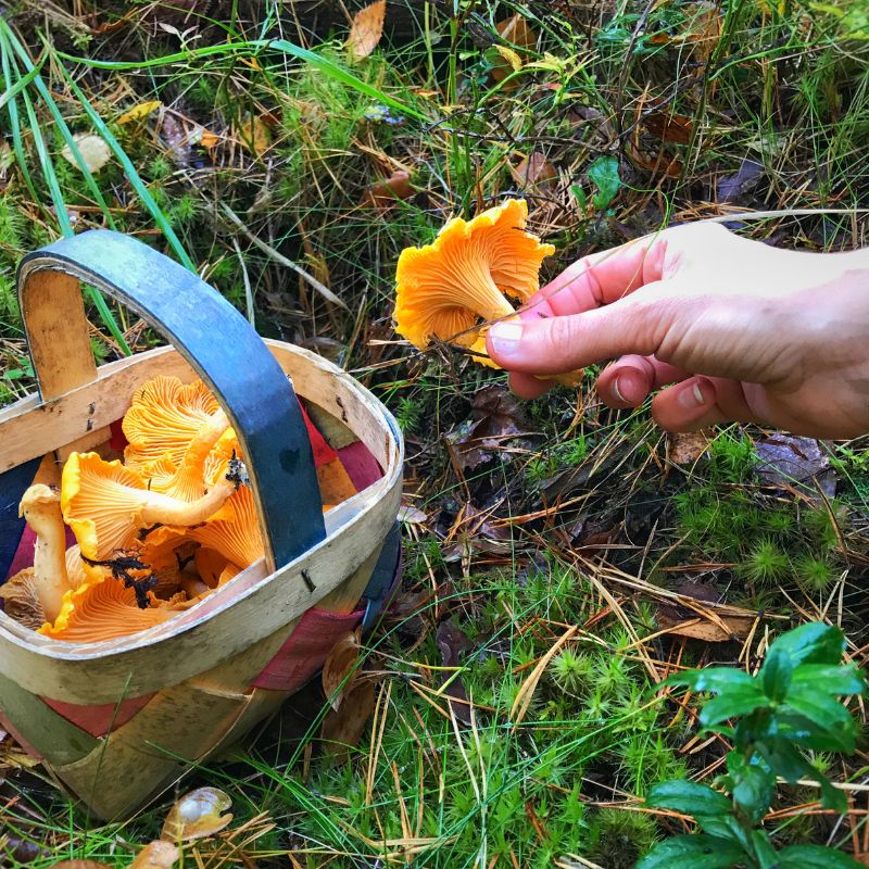 panier rempli de champignon comestible jaune