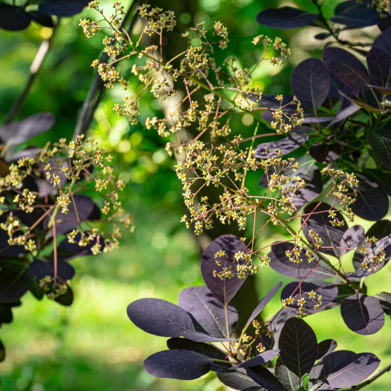 Feuillage noir du cotinus