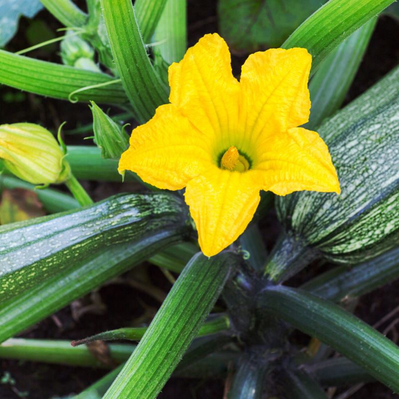 plant de courgette