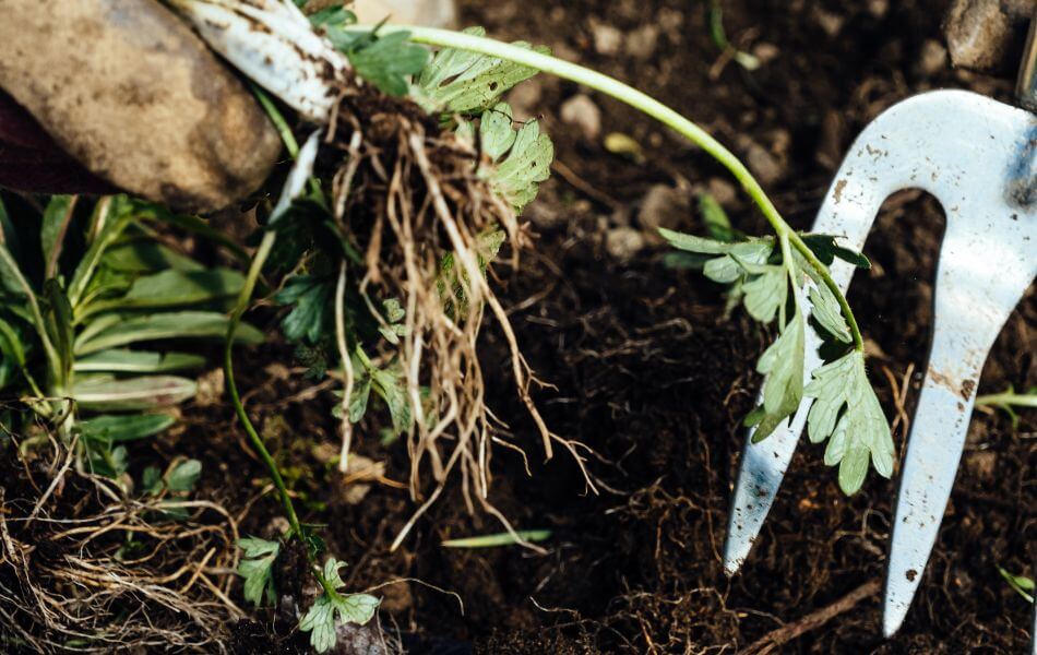 désherbage au jardin avec un désherbeur