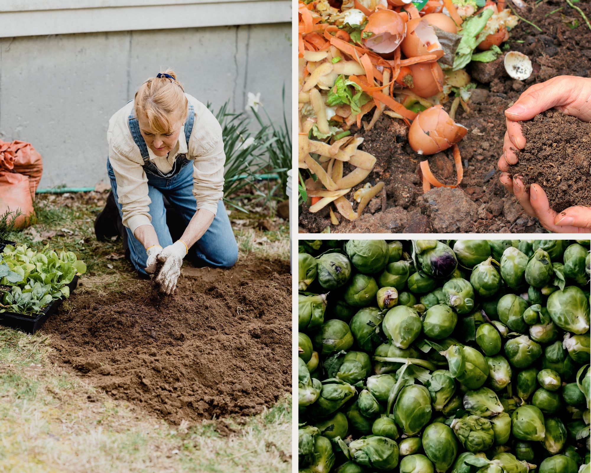 Travaux de décembre à faire au potager