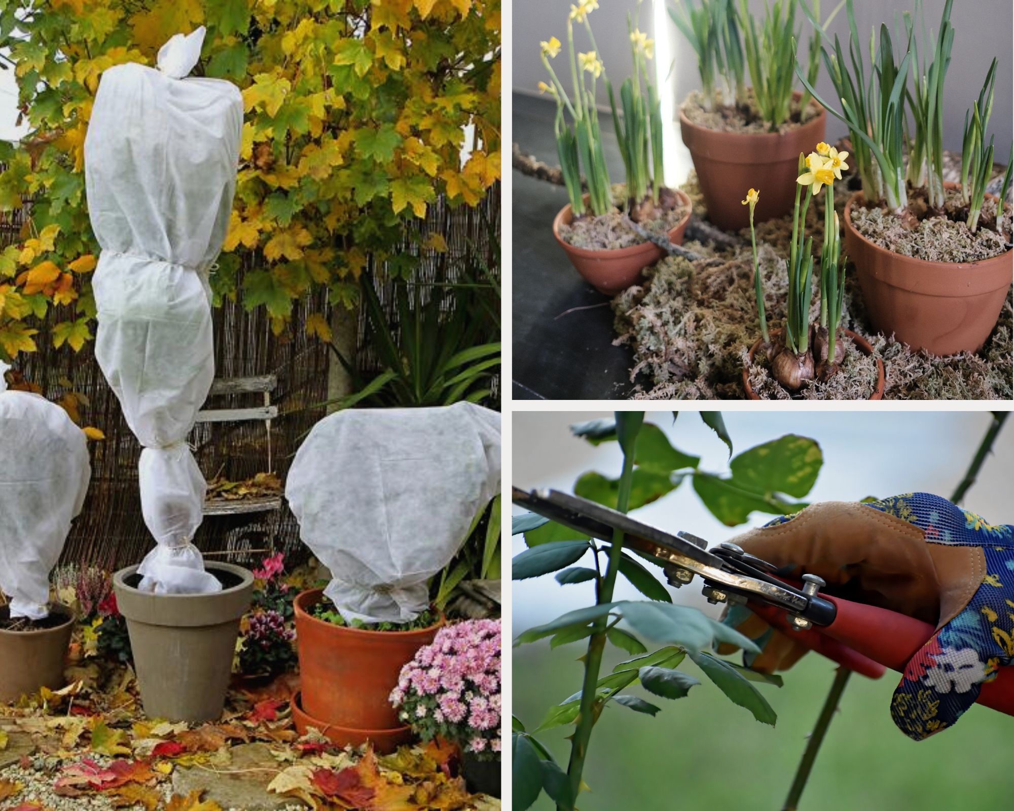 Travaux de décembre à faire au jardin