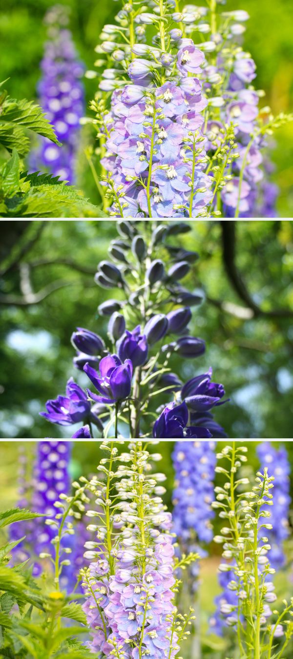 3 plans de Delphiniums différents