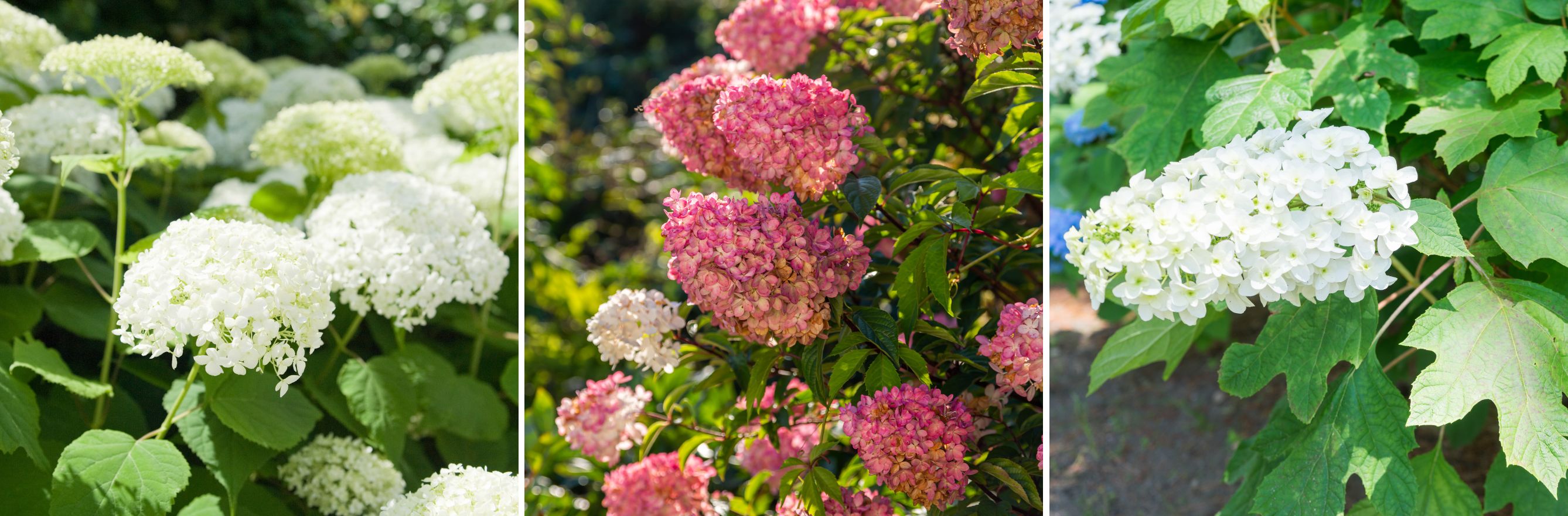 différentes variétés d'hydrangea