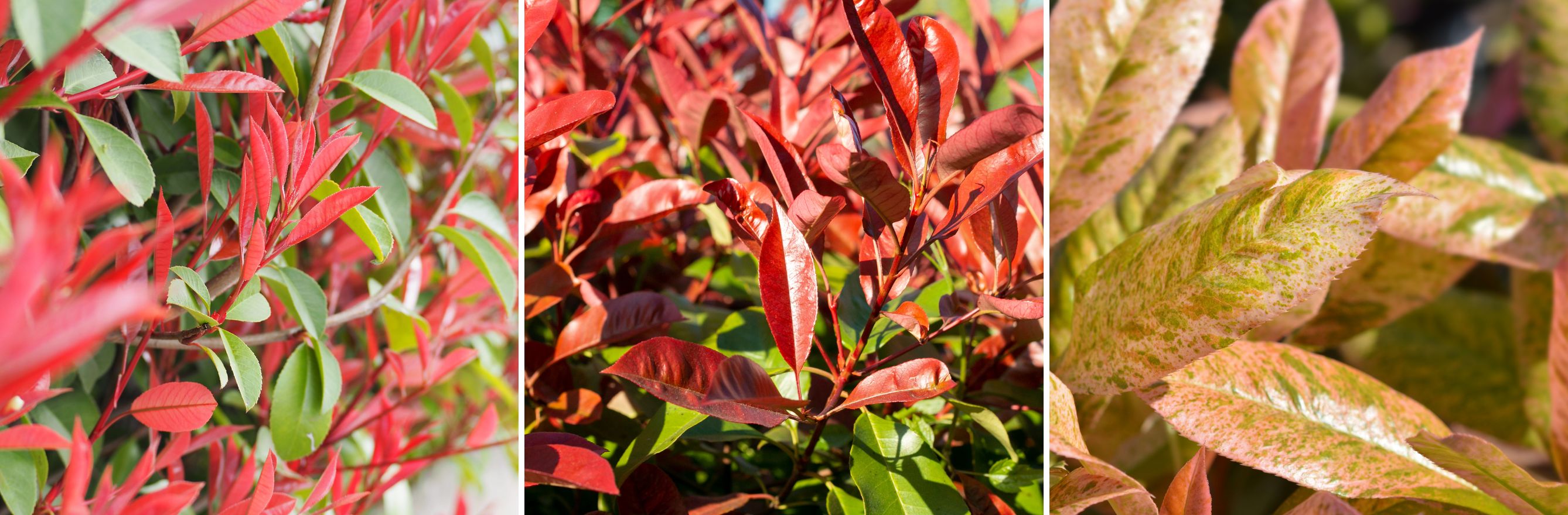 différentes variétés de photinia