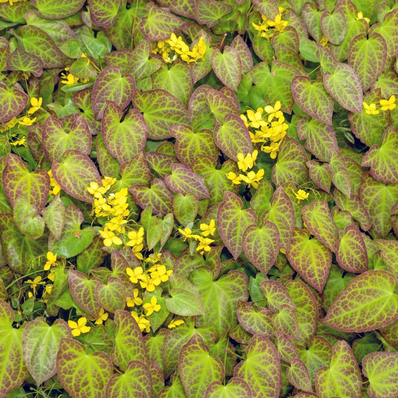 jolie feuillage coloré et petites fleurs jaunes