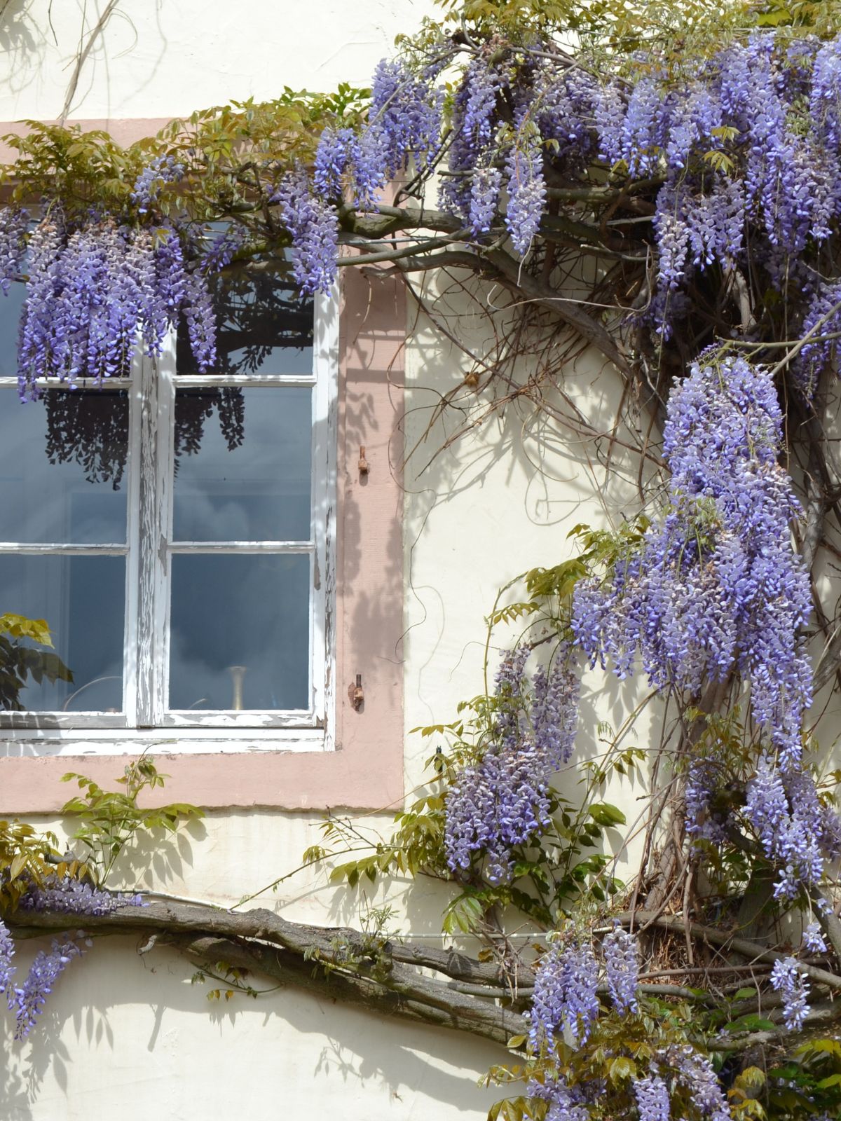 Glycine sur une maison