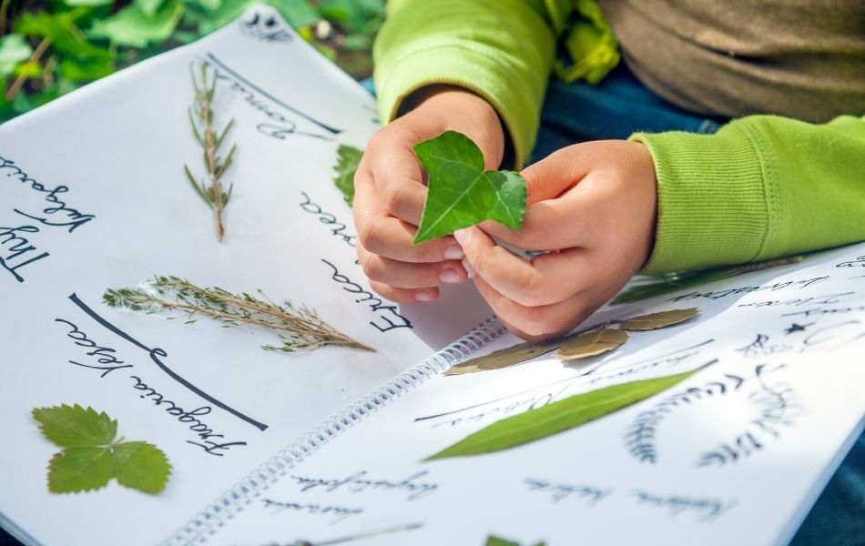 activité autour du jardin avec les enfants : réalisation d’un herbier