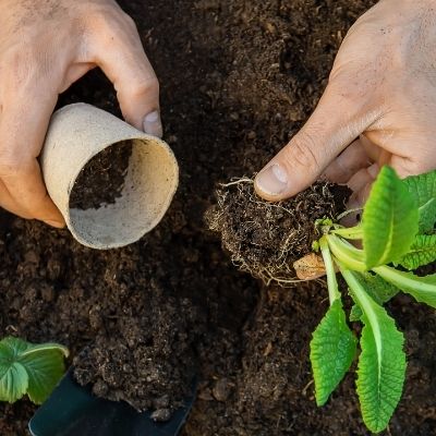 Planter,  tache à effectuer au jardin potager en avril