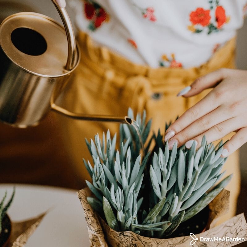 Des conseils à suivre pour bien entretenir ses plantes vertes