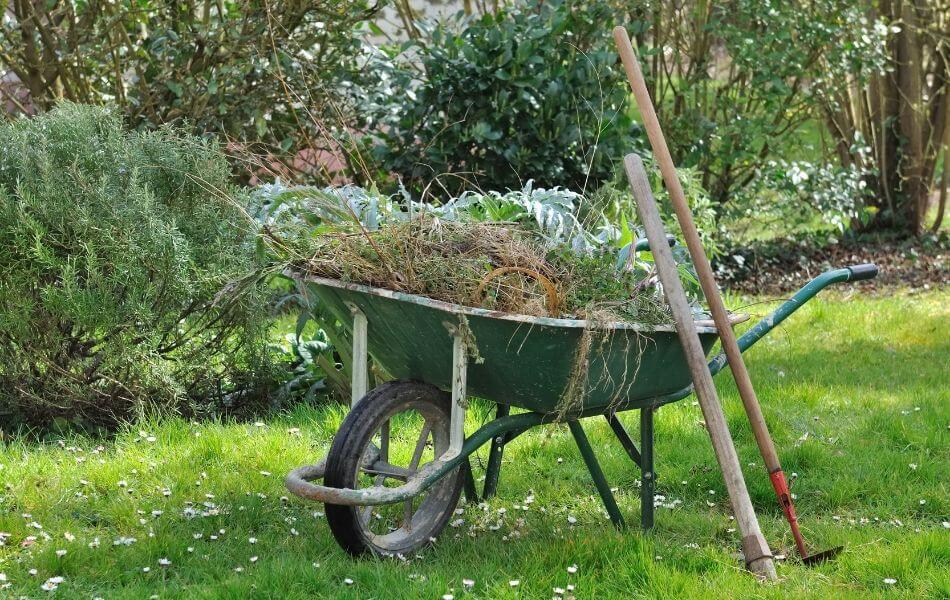 Tonte du gazon et arrachage mauvaises herbes au jardin en mai