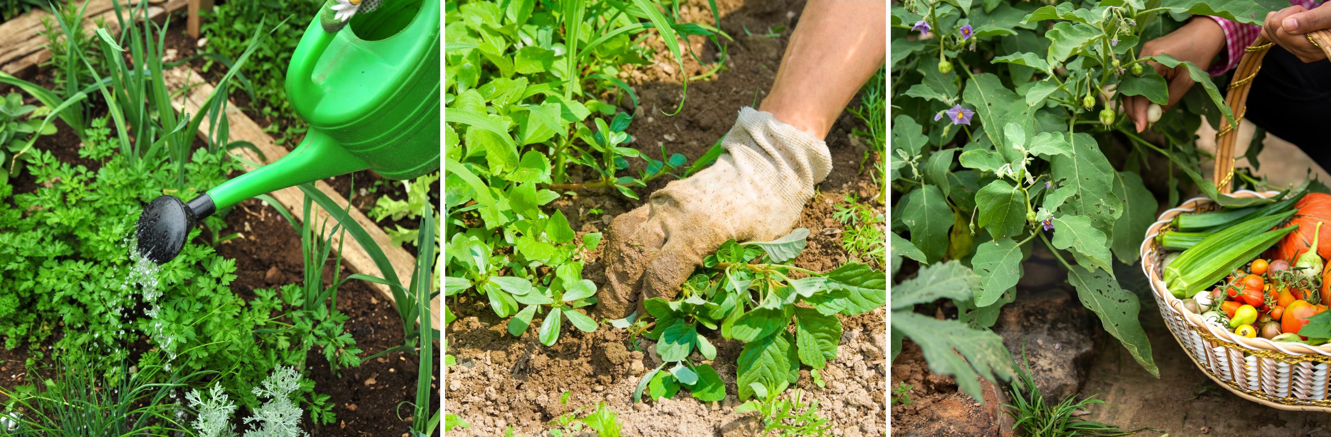 entretenir son jardin