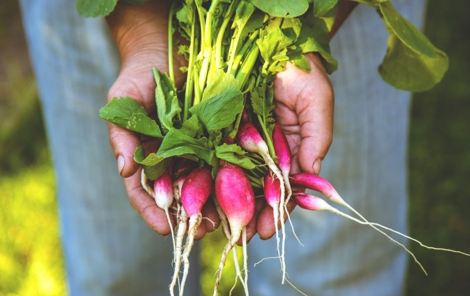 récolte de radis au potager pendant le mois de mai