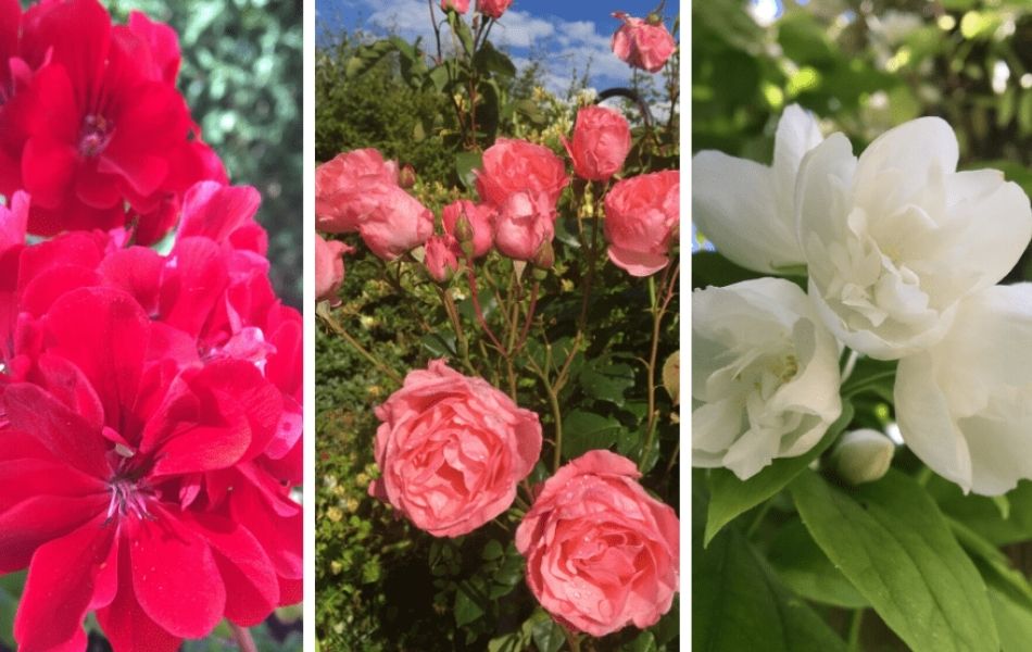 Les fleurs du jardin à entretenir durant le mois de juillet