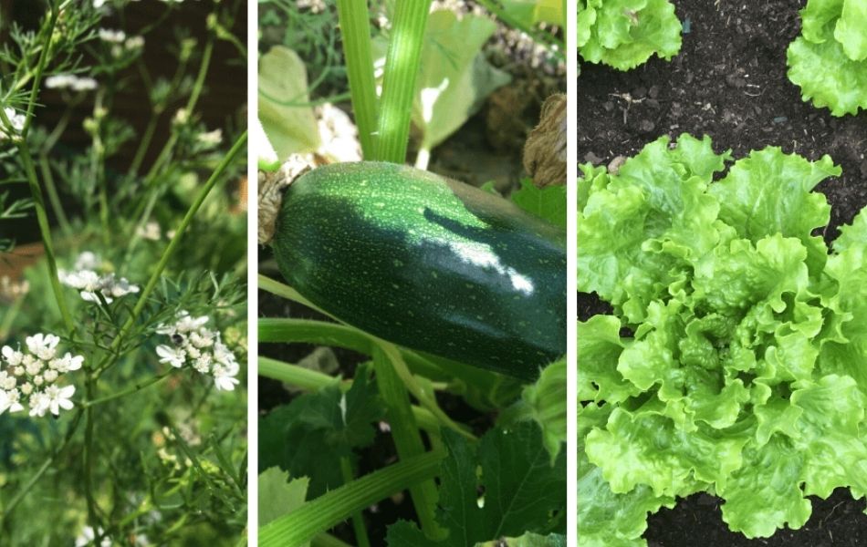 Les travaux à réaliser au potager et au verger en juillet.