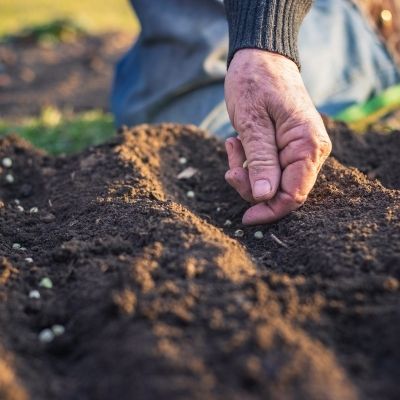 Semer, tache à effectuer au jardin potager en avril