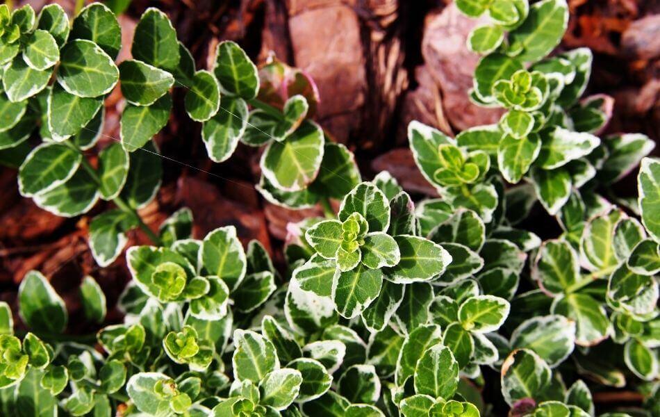 plante couvre-sol : fusain Euonymus