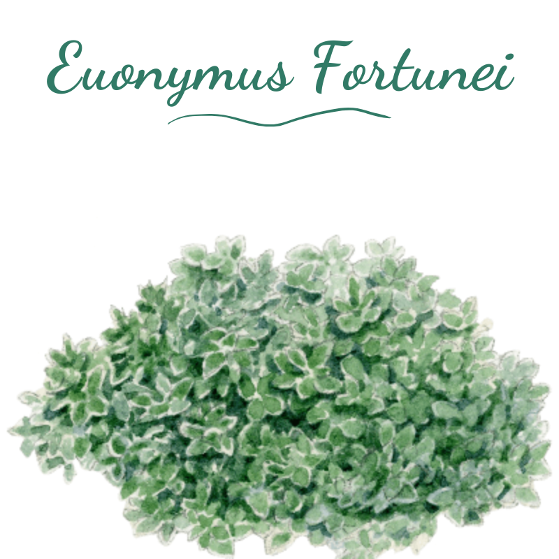 Illustration d'un Euonymus Fortunei