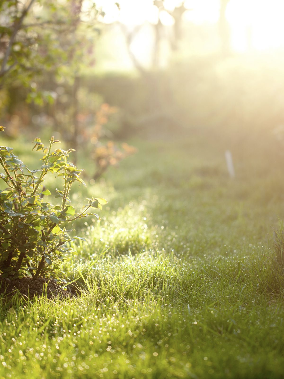 Ensoleillement du jardin