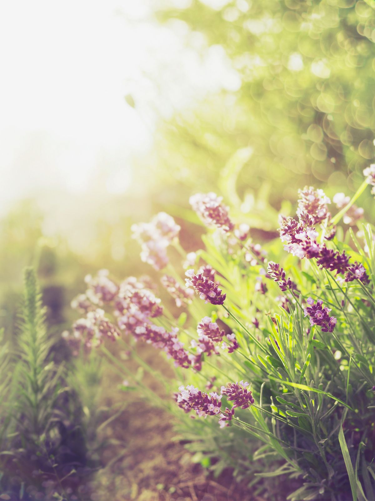 exposure of the garden