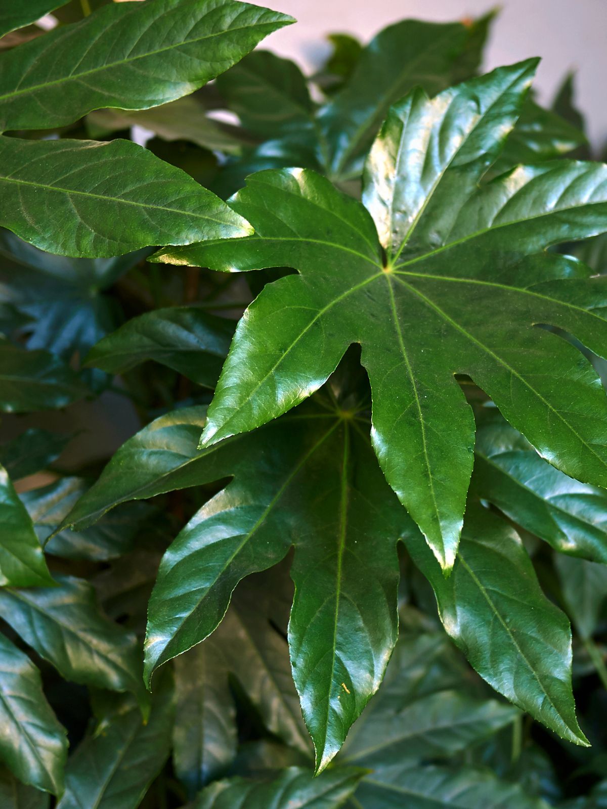 Fatsia japonica plante exotique