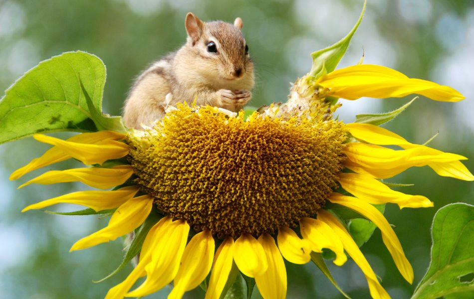 la faune profite de la flore