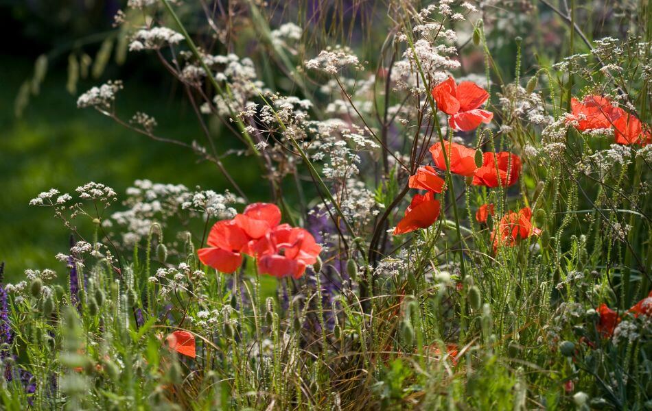 mauvaises herbes dans le jardin pour la biodiversité