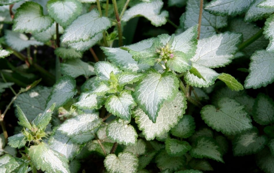 lamium au joli feuillage argenté et vert